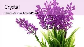  Presentation with lavender flowers - Audience pleasing presentation theme consisting of bunch of lavender on white backdrop and a lilac colored foreground