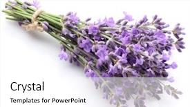  Presentation with lavender - Cool new theme with bunch of lavender on a white background backdrop and a white colored foreground