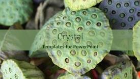  Presentation with online yard sale - Beautiful presentation design featuring bunch-of-lotus-for-sale backdrop and a seafoam green colored foreground