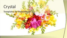  Presentation with bunch - Presentation theme with bunch of lovely freesia background and a  colored foreground