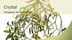  Presentation with red bow - Audience pleasing slide set consisting of bunch of mistletoe with a red bow isolated on a white background backdrop and a blonde colored foreground