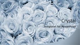  Presentation with roses - Presentation theme having big bunch of multiple blue background and a  colored foreground