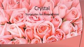  Presentation with pink roses - Presentation theme enhanced with bunch of multiple pink roses background and a coral colored foreground