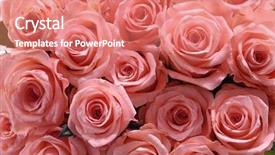  Presentation with singled green pink rose - PPT layouts consisting of bunch of multiple pink roses background and a coral colored foreground
