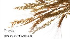  Presentation with oat - Presentation design consisting of bunch-of-oat-wheat background and a white colored foreground