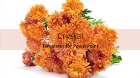  Presentation with bunch - 