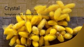  Presentation with silkworm - Cool new slide set with bunch of orange silkworm cocoons backdrop and a gold colored foreground