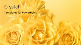  Presentation with light roses - Audience pleasing theme consisting of bunch-of-pastel-yellow-roses backdrop and a yellow colored foreground