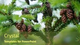  Presentation with pine - Amazing slides having bunch-of-pine-cones-shoot backdrop and a tawny brown colored foreground