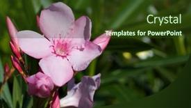 Presentation with pink flowers - PPT theme having bunch-of-pink-flowers background and a  colored foreground