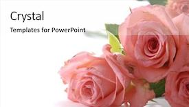  Presentation with border pink - Beautiful slides featuring man doing yoga exercise with pointing gesture isolated on white background in full length backdrop and a light gray colored foreground