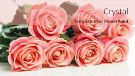  Presentation with pink roses - PPT theme consisting of bunch-of-pink-roses-white background and a coral colored foreground