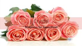  Presentation with pink roses - Audience pleasing PPT layouts consisting of bunch-of-pink-roses-white backdrop and a coral colored foreground