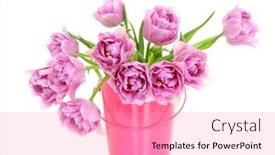  Presentation with pink white - Amazing presentation having bunch-of-pink-tulips-isolated backdrop and a coral colored foreground