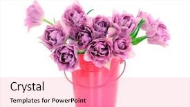  Presentation with pink white - Amazing presentation theme having bunch-of-pink-tulips-isolated backdrop and a coral colored foreground