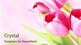  Presentation with bunch - PPT theme having bunch of pink tulips background and a blonde colored foreground