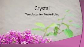  Presentation with done - Presentation design consisting of bunch of pretty pink flowers done with a warm filter background and a light gray colored foreground