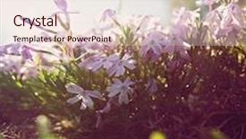  Presentation with done - Slide set enhanced with bunch of pretty pink wild flowers done with a warm filter background and a sky blue colored foreground