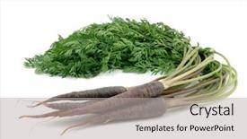  Presentation with carrots - Presentation theme enhanced with bunch of purple carrots background and a  colored foreground