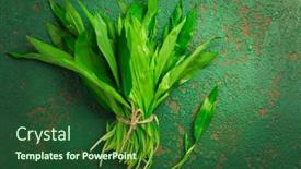  Presentation with bunch - Presentation theme consisting of bunch-of-ramson-or-bear background and a forest green colored foreground