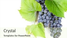  Presentation with bunch - Cool new PPT theme with bunch of red grapes backdrop and a blonde colored foreground