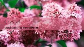  Presentation with lilac flower - Amazing presentation theme having bunch of red lilac flower backdrop and a coral colored foreground