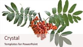  Presentation with berries - Audience pleasing PPT layouts consisting of bunch-of-red-rowan-berries backdrop and a lemonade colored foreground