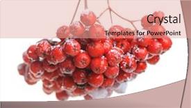  Presentation with bunch - Colorful presentation enhanced with bunch of red rowan isolated on white background backdrop and a coral colored foreground