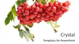  Presentation with bunch - Colorful presentation theme enhanced with bunch of red rowan isolated on white background backdrop and a white colored foreground