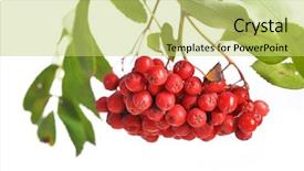  Presentation with bunch - Colorful presentation theme enhanced with bunch-of-red-rowan-isolated and a yellow colored foreground