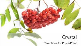  Presentation with bunch - Beautiful presentation theme featuring bunch of red rowan isolated on white background backdrop and a white colored foreground