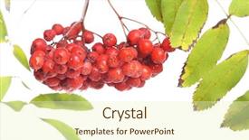 Presentation with bunch - Slides having bunch-of-red-rowan-isolated and a soft green colored foreground