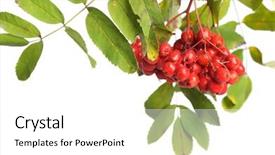  Presentation with bunch - Colorful presentation theme enhanced with bunch of red rowan isolated on white background backdrop and a white colored foreground