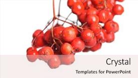  Presentation with bunch - Presentation theme featuring bunch-of-red-rowan-isolated and a lemonade colored foreground
