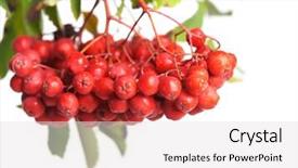  Presentation with bunch - Slide deck having bunch of red rowan isolated on white background background and a lemonade colored foreground