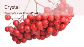  Presentation with bunch - Presentation consisting of bunch of red rowan isolated on white background background and a lemonade colored foreground