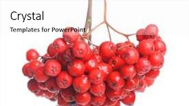  Presentation with bunch - Presentation consisting of bunch-of-red-rowan-isolated background and a white colored foreground
