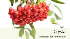  Presentation with bunch - PPT layouts having bunch of red rowan isolated on white background background and a soft green colored foreground