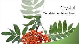  Presentation with bunch - Beautiful slide deck featuring bunch-of-red-rowan-isolated and a white colored foreground