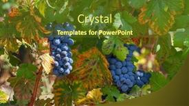  Presentation with green-leaves - Beautiful theme featuring bunch of ripe grapes backdrop and a tawny brown colored foreground