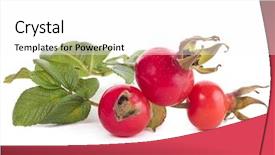  Presentation with white rose - Theme enhanced with bunch of rose hip background and a white colored foreground