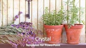  Presentation with sage - Presentation theme consisting of bunch of sage and pots background and a coral colored foreground
