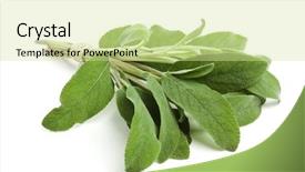  Presentation with sage - PPT layouts consisting of bunch of sage leaves tied background and a soft green colored foreground