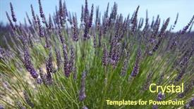  Presentation with lavender flowers - Cool new presentation design with bunch of scented flowers in the lavender fields of the french provence near valensole backdrop and a tawny brown colored foreground