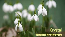 Presentation with bunch - PPT theme enhanced with bunch-of-snowdrops-in-early background and a tawny brown colored foreground