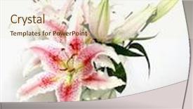  Presentation with water lily - PPT theme consisting of bunch of stargazer lily - lilium background and a cream colored foreground