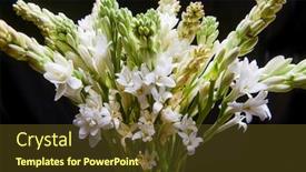  Presentation with tuberose - Slides enhanced with bunch-of-tuberose-lowers background and a tawny brown colored foreground