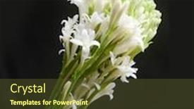  Presentation with tuberose - Colorful presentation enhanced with bunch-of-tuberose-lowers backdrop and a tawny brown colored foreground