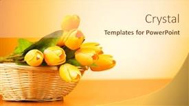  Presentation with tulip - Audience pleasing slides consisting of bunch-of-tulip-flowers backdrop and a  colored foreground