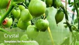  Presentation with unripe - Presentation theme having bunch-of-unripe-green-tomatoes background and a seafoam green colored foreground